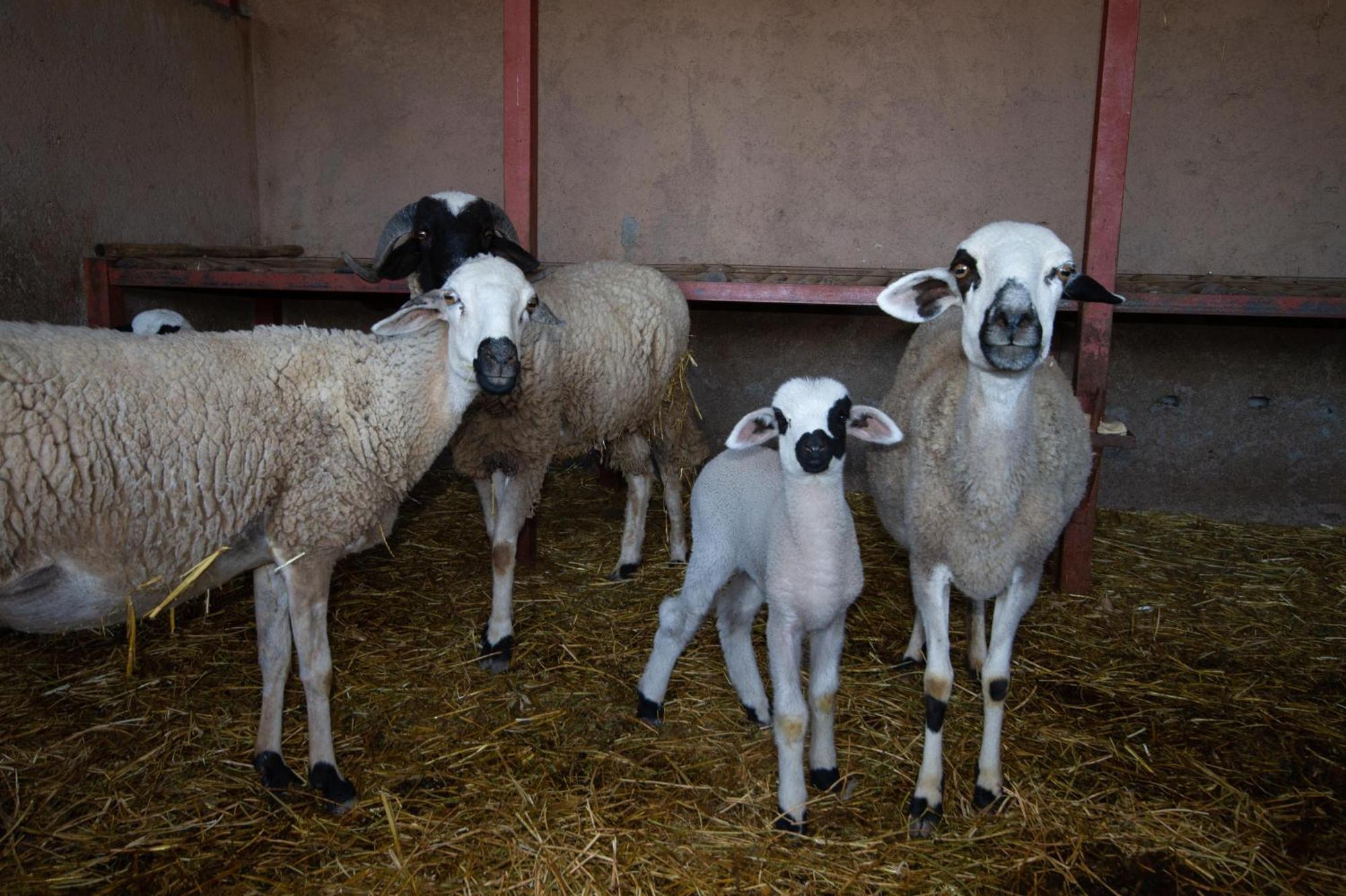 La Ferme De Lalladom Tameslouht Eksteriør bilde